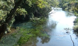 柿田川湧水 柿田川湧水