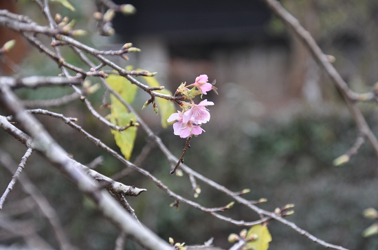 河津桜