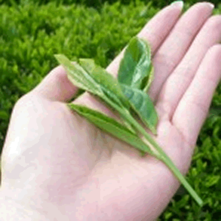 荒茶加工