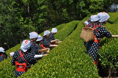 体験茶摘み中継