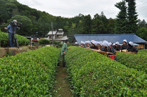 お茶摘み取材